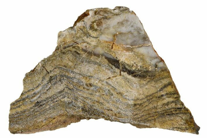 Polished Linella Avis Stromatolite - Million Years #180017